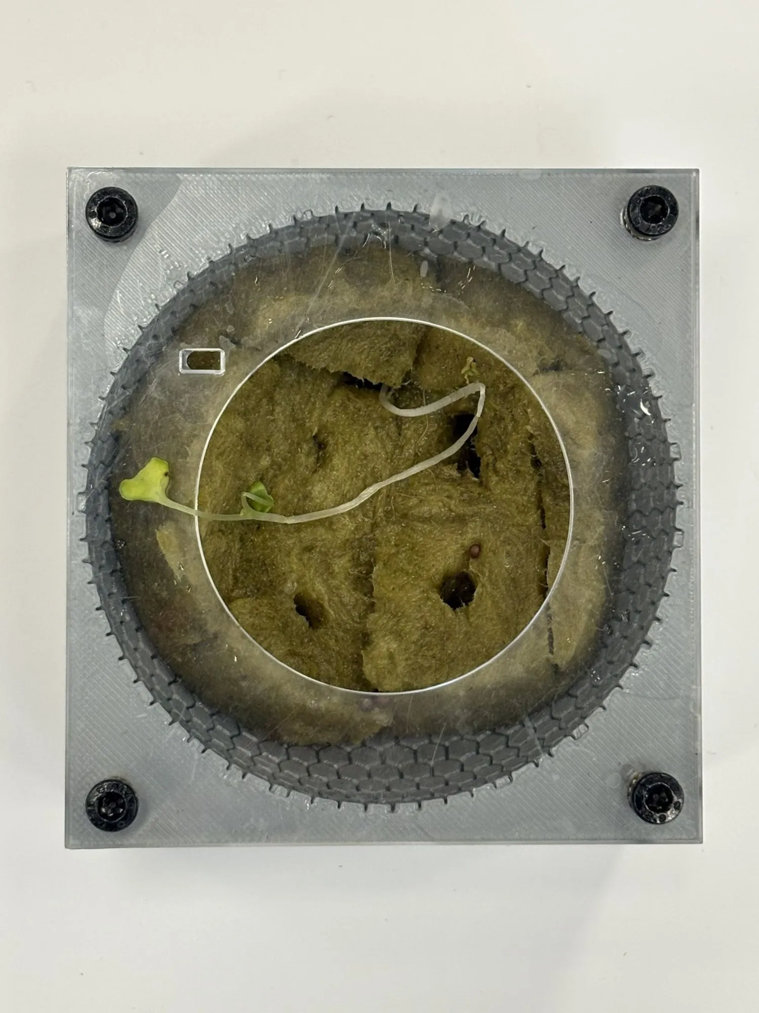 Top view of rockwool packed in the clear substrate holder with a small sprout and a sensor wire