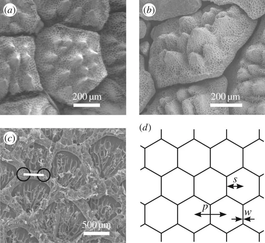 Electron microscope images of thorny devil lizard scales at 200 and 500 micrometer scale, next to a hexagon diagram labeling spacing s, pitch p and channel width w