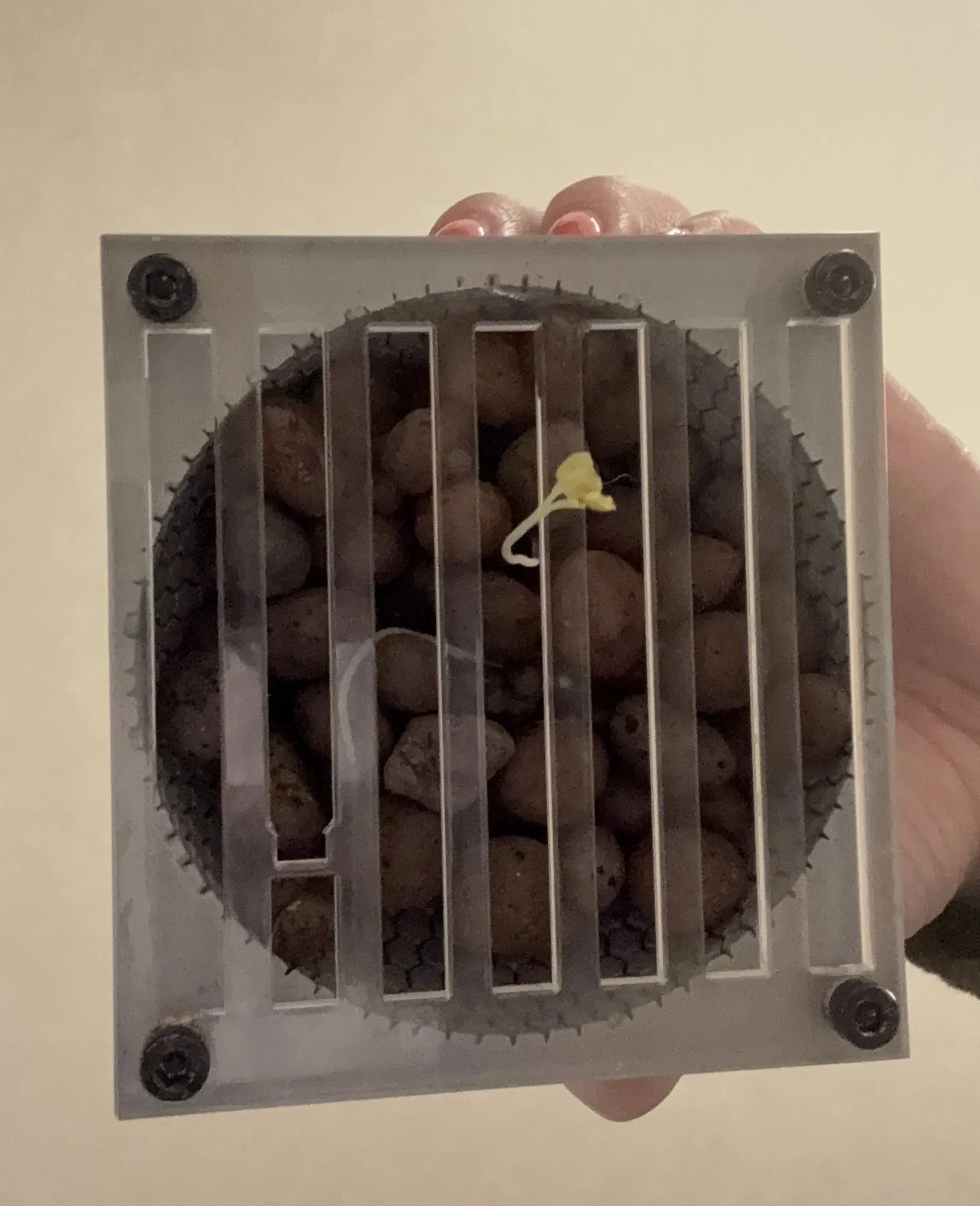 Hand holding the clear substrate holder full of clay pebbles behind a slotted grate, a small sprout poking through