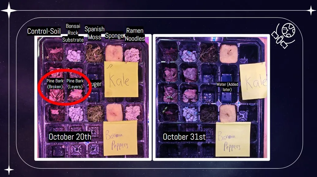 Two photos of a seed tray with different growing substrates in each cell, labeled October 20th and October 31st
